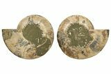 Cut & Polished, Agatized Ammonite Fossil - Madagascar #317506-5